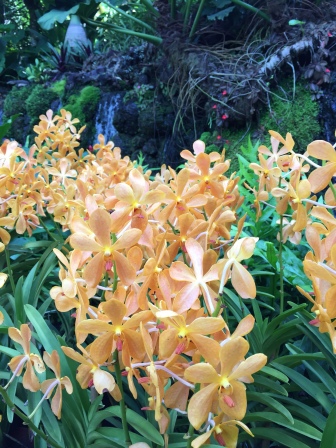 Orchid in the National Orchid Garden